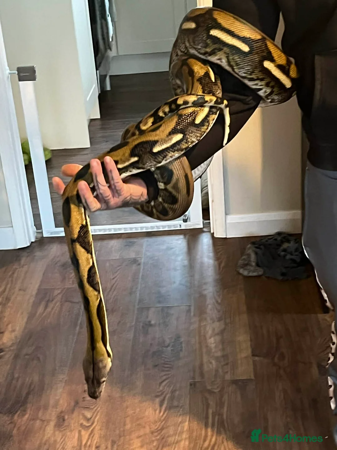 Mixed Breed reptiles for sale: Reptiles for sale  - Advert 1