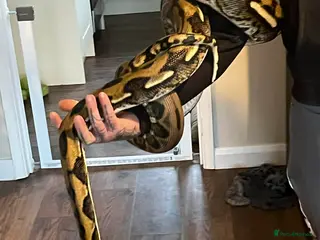 Mixed Breed reptiles Reptiles for sale - Advert 1