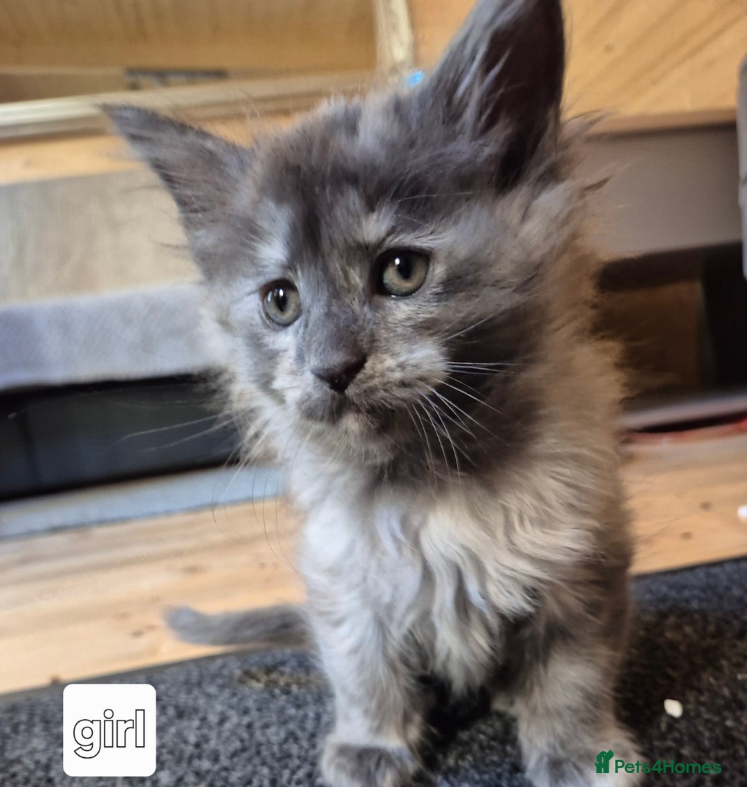 Maine Coon cats for sale: Mein Con - Advert 10