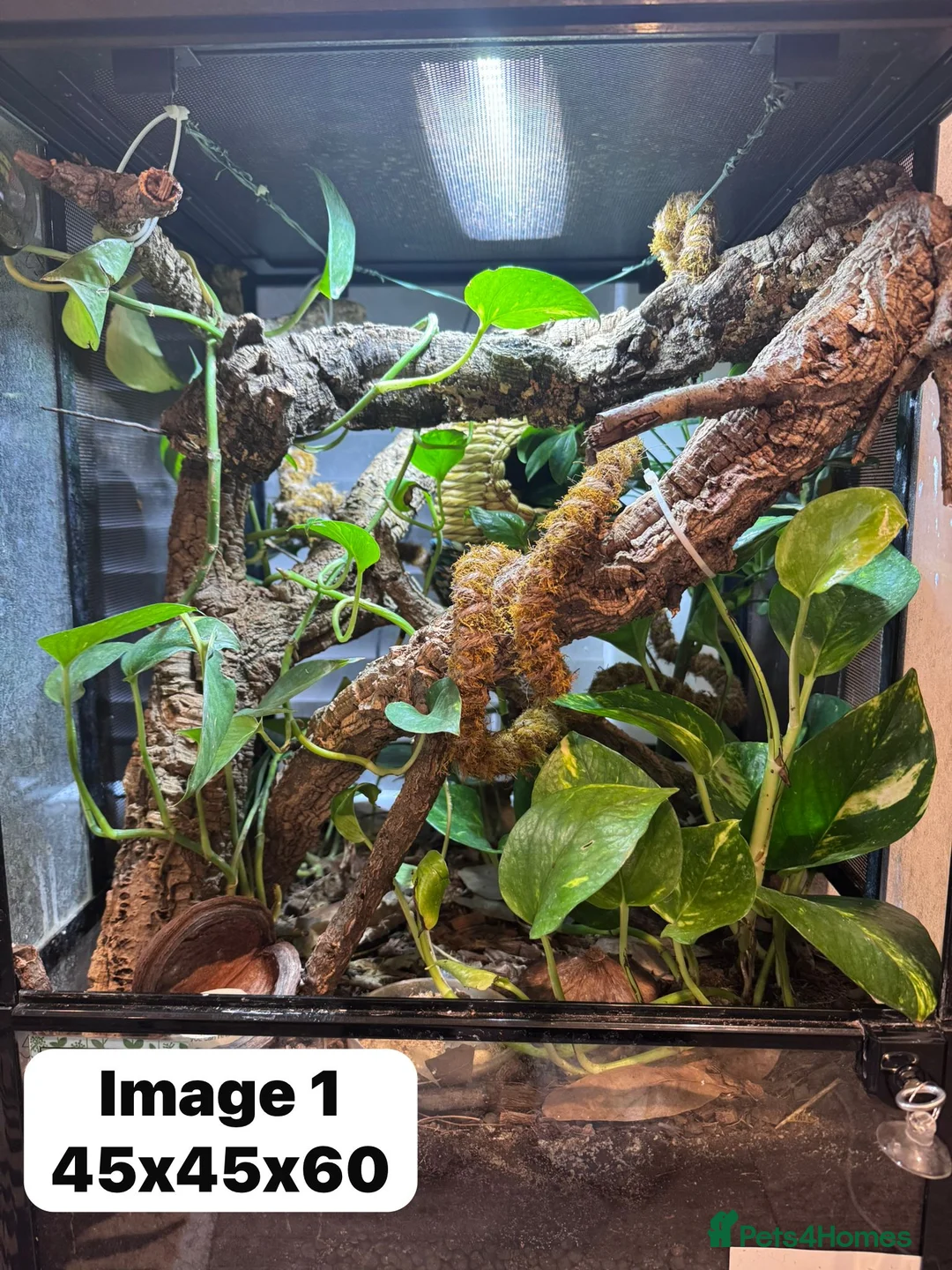 Gecko reptiles for sale: CRESTIES & ENCLOSURES - Advert 6