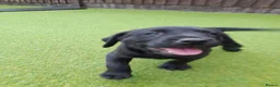 Cockerdor dogs for sale: Strong, Healthy Cockerdor Puppies in Whitchurch - Advert 10