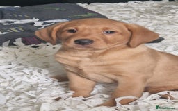 Labrador Retriever dogs for sale: STUNNING GOLDEN/FOX RED KC REG LABRADOR RTL - Image 12