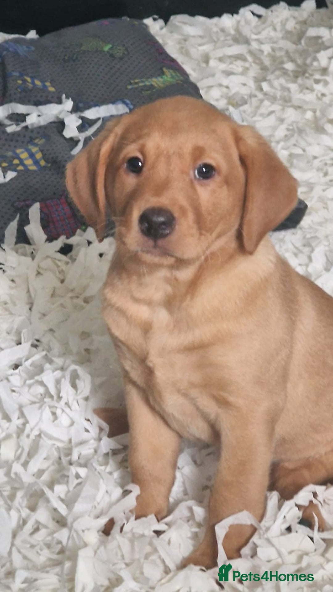 Labrador Retriever dogs for sale: STUNNING GOLDEN/FOX RED KC REG LABRADOR RTL - Image 12