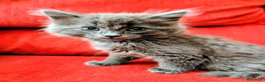 Mixed Breed 3