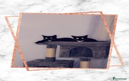 Domestic Shorthair cats for sale: 1 female cat - Image 3