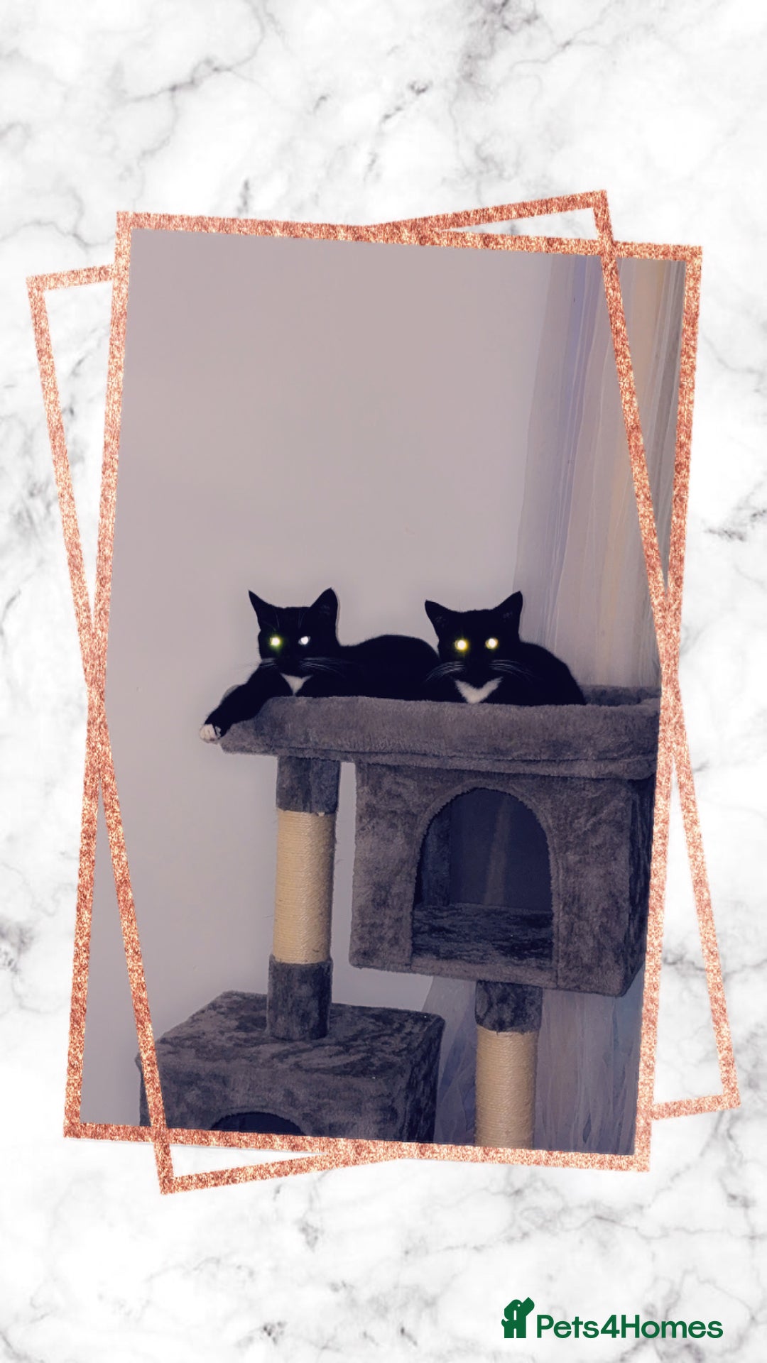 Domestic Shorthair cats for sale: 1 female cat - Image 3