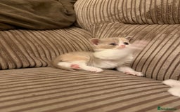 British Shorthair cats for sale: Stunning litter of kittens  - Advert 6