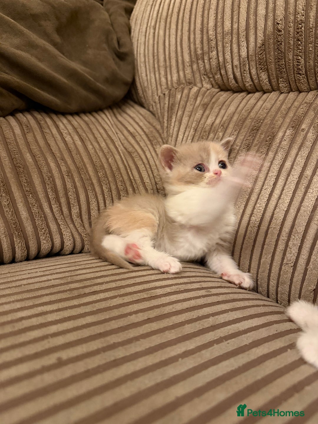 British Shorthair cats for sale: Stunning litter of kittens  - Advert 6