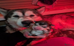 Alaskan Malamute dogs for sale: KC Alaskan malamute puppies champion lines - Image 20