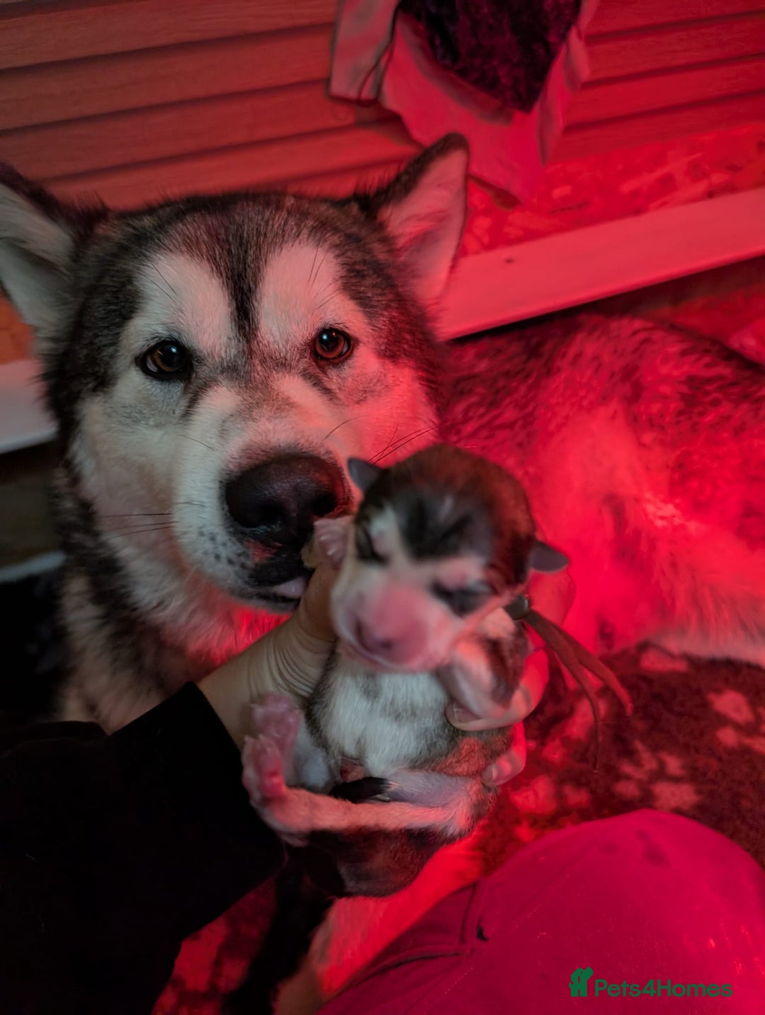 Alaskan Malamute dogs for sale: KC Alaskan malamute puppies champion lines - Image 20