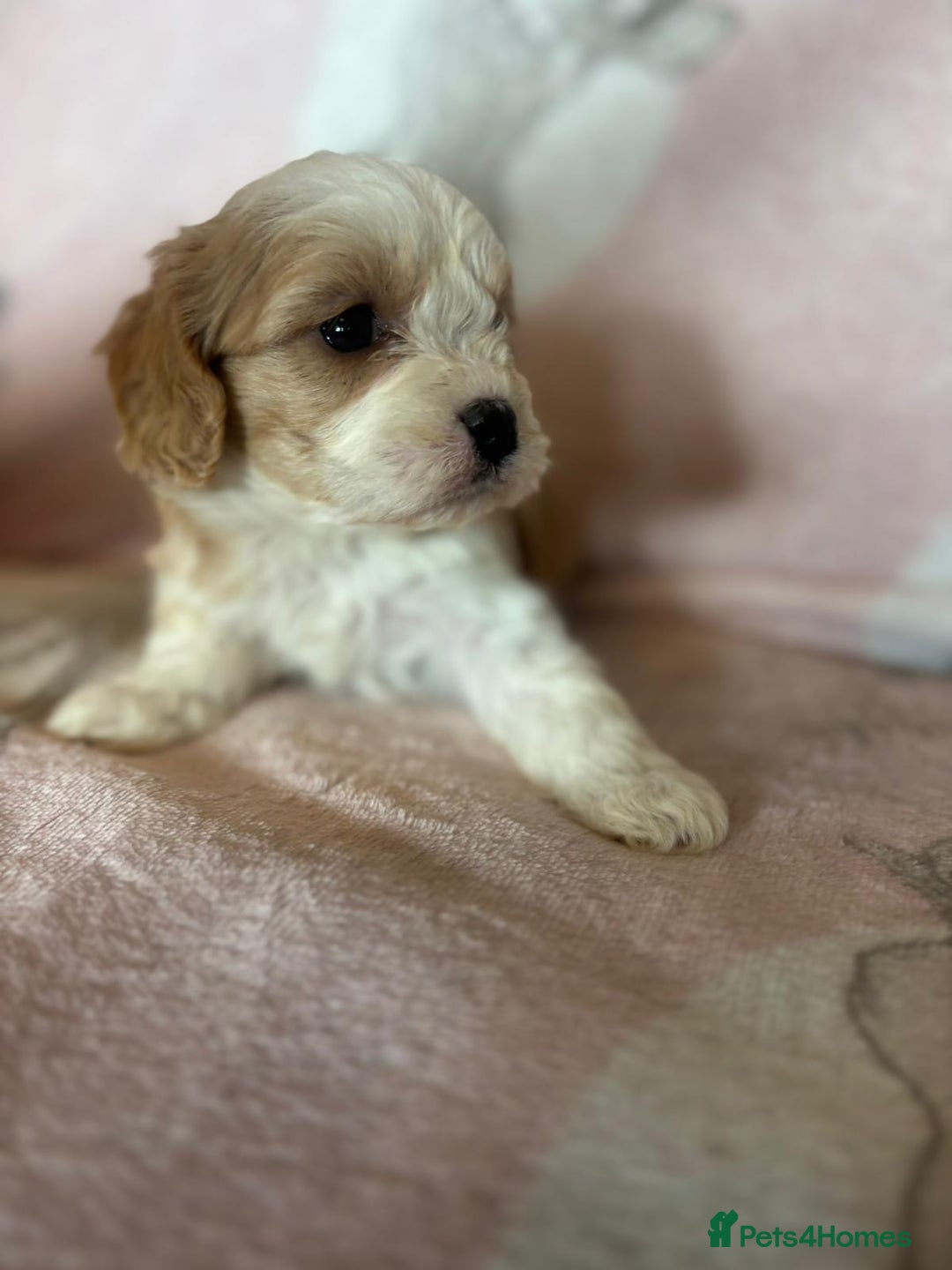Cavapoo dogs for sale: Stunning Cavapoo puppies from family home  - Advert 33