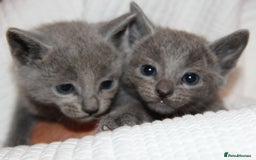 Russian Blue cats for sale: GCCF RUSSIAN BLUE KITTENS  💙🩷🐾 in Manchester - Image 5