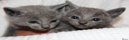 Russian Blue cats for sale: PURE GCCF RUSSIAN BLUE KITTENS 💙🩷🐾 PET & ACTIVE in Manchester - Advert 5