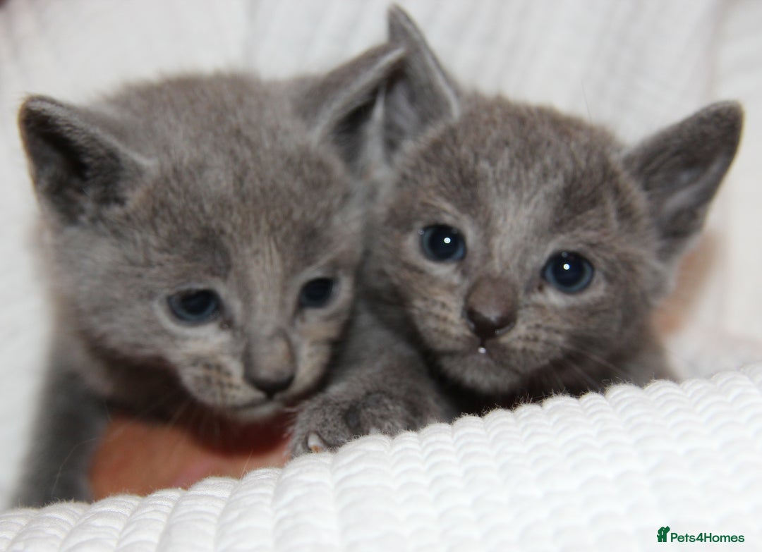 Russian Blue cats for sale: GCCF RUSSIAN BLUE KITTENS  💙🩷🐾 in Manchester - Image 5