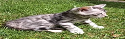 Bengal cats for stud: Unique Black Smoke Bengal stud boy - Advert 12