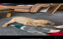 Labrador Retriever dogs for sale: 12 week old KC reg  lab bitch health tested  - Image 3
