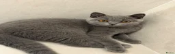 British Shorthair cats for sale: Registered British shorthair kittens  - Advert 8