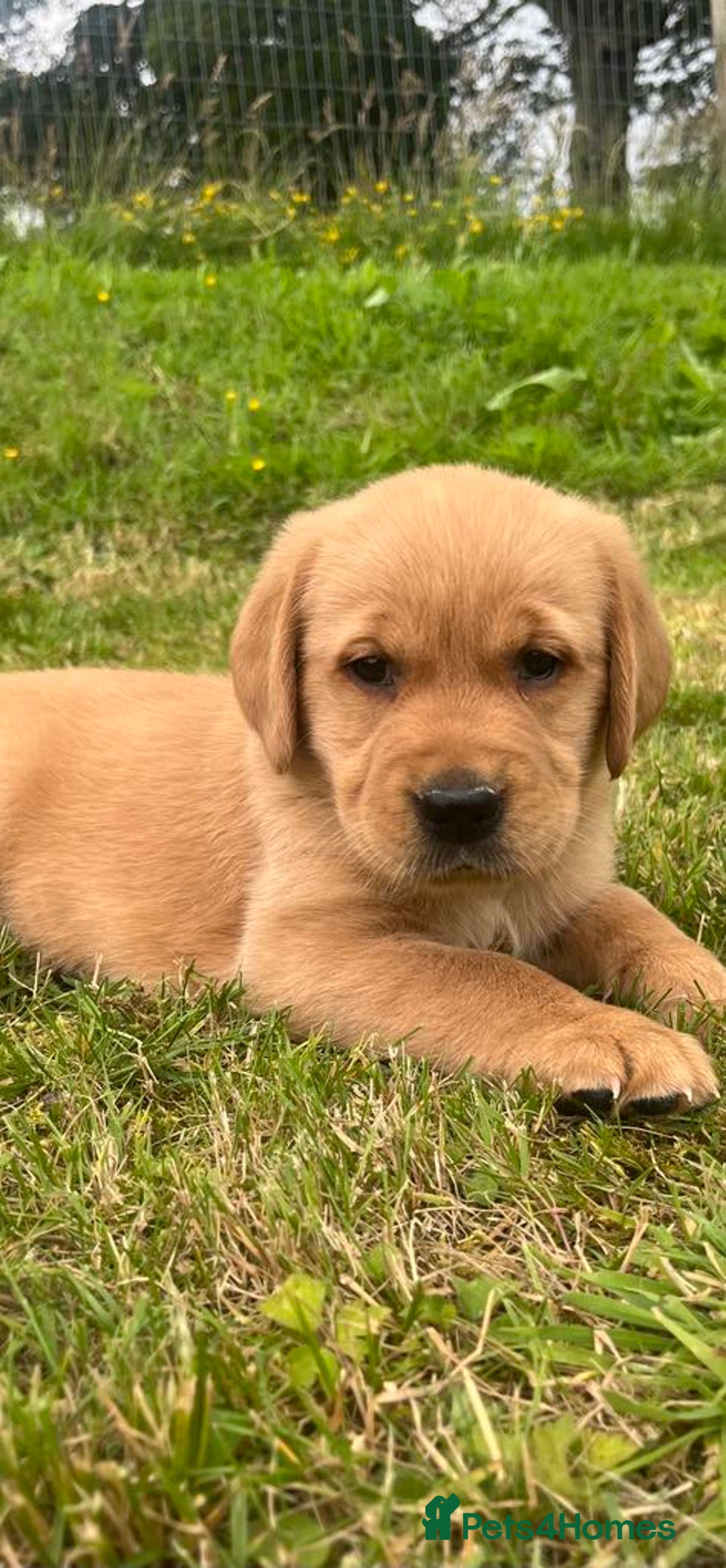 Goldador dogs for sale: Beautiful Chunky Goldador Puppies - Image 10