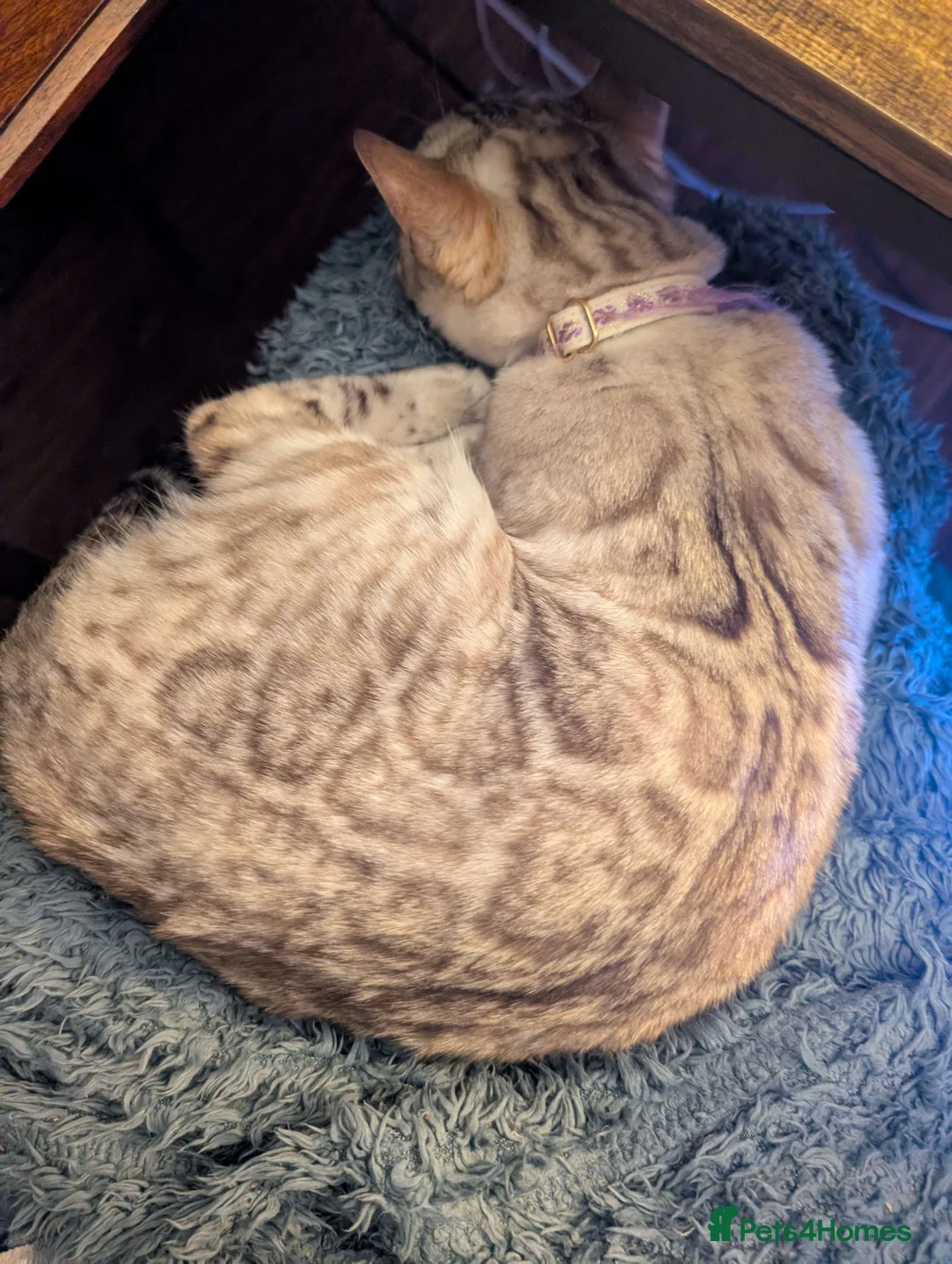 Bengal cats for sale: RARE Snow lynx Clouded glittery bengal kittens in Bishop Auckland - Advert 1