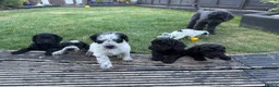Mixed Breed dogs for sale: Jackapoo puppies  in Luton - Advert 18