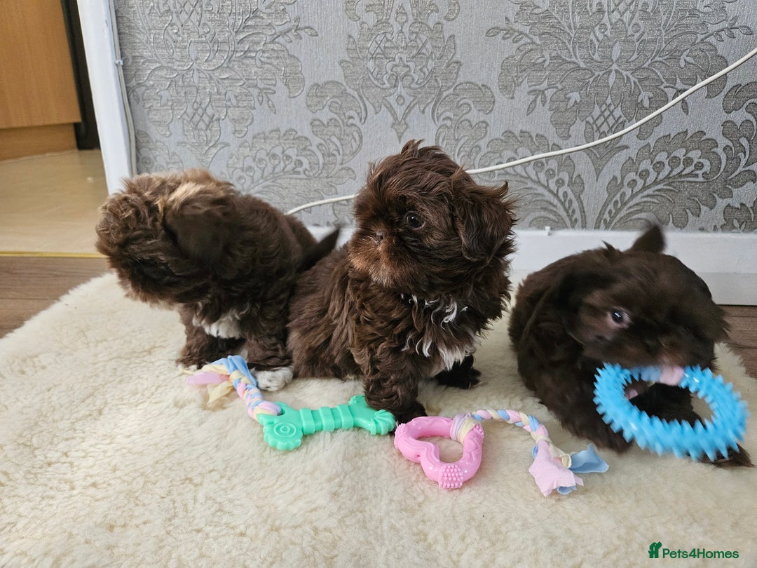 Shih Tzu dogs for sale: SHIH tzu puppies 🐶 outstanding - Image 7