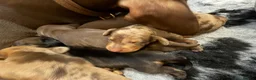 Dachshund dogs for sale: Dachshund puppies  - Advert 3