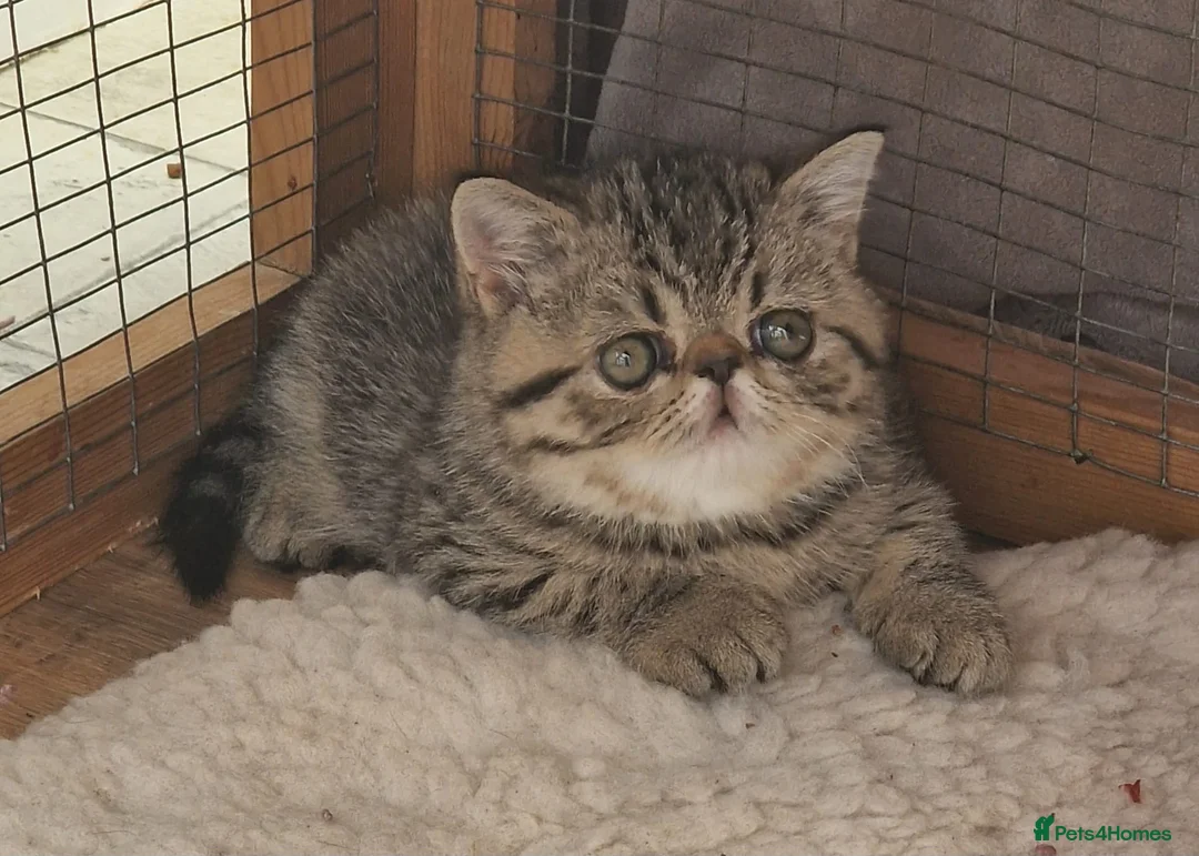 Exotic cats for sale: Adorable GCCF Registered Exotic Kittens  - Advert 8