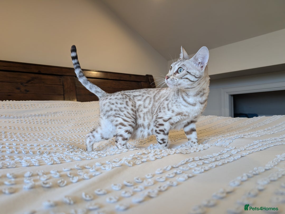 Bengal cats for sale: 🤍🩶 Stunning Snow Bengal Kittens 🩶🤍 - Advert 27