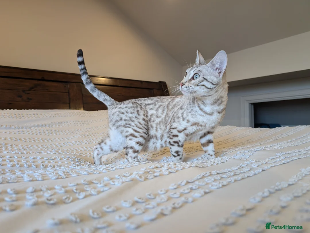 Bengal cats for sale: 🤍🩶 Stunning Snow Bengal Kittens 🩶🤍 - Advert 27