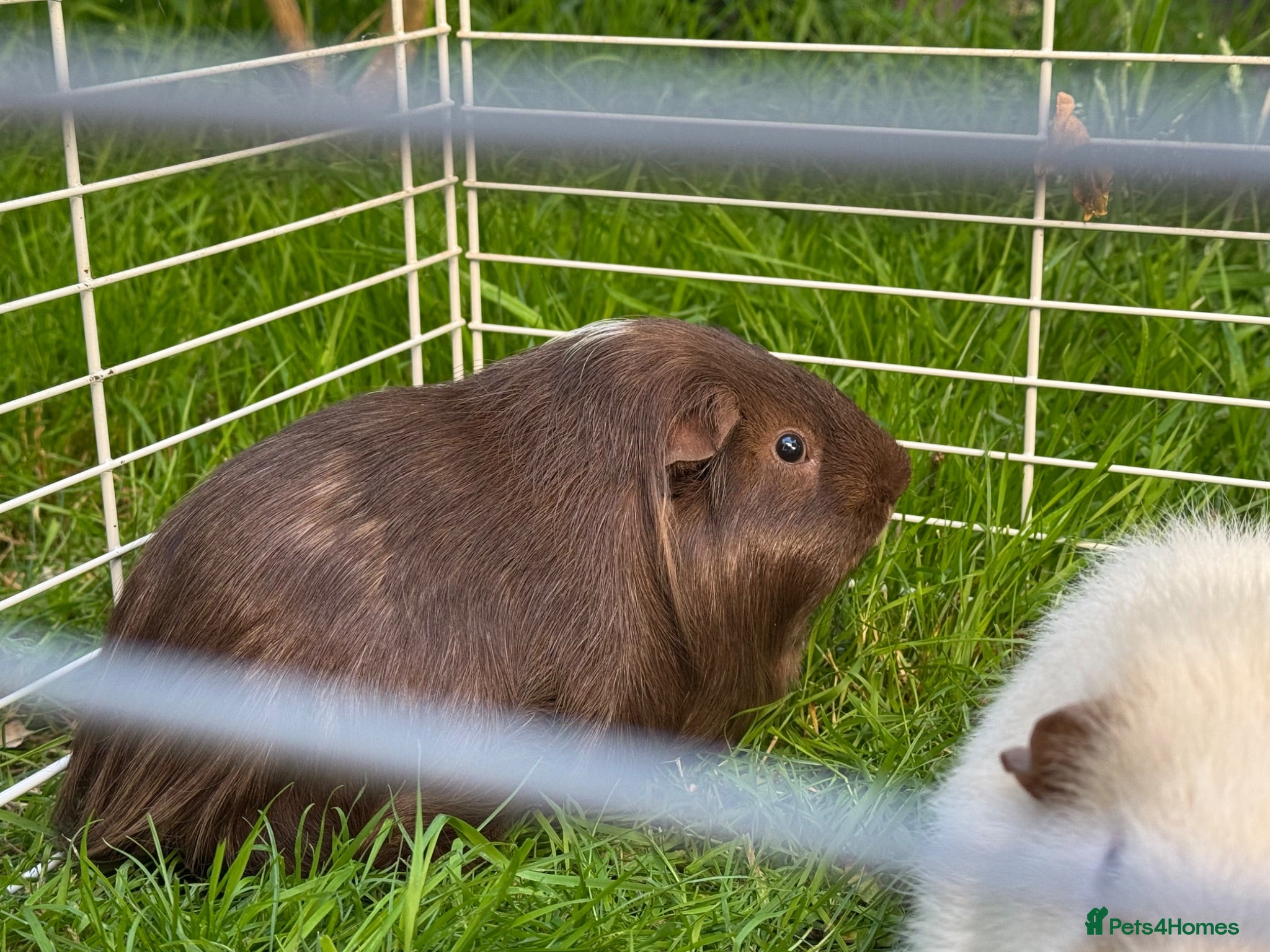Guinea Pig rodents 3 Boys Guine Pig :) - Advert 1