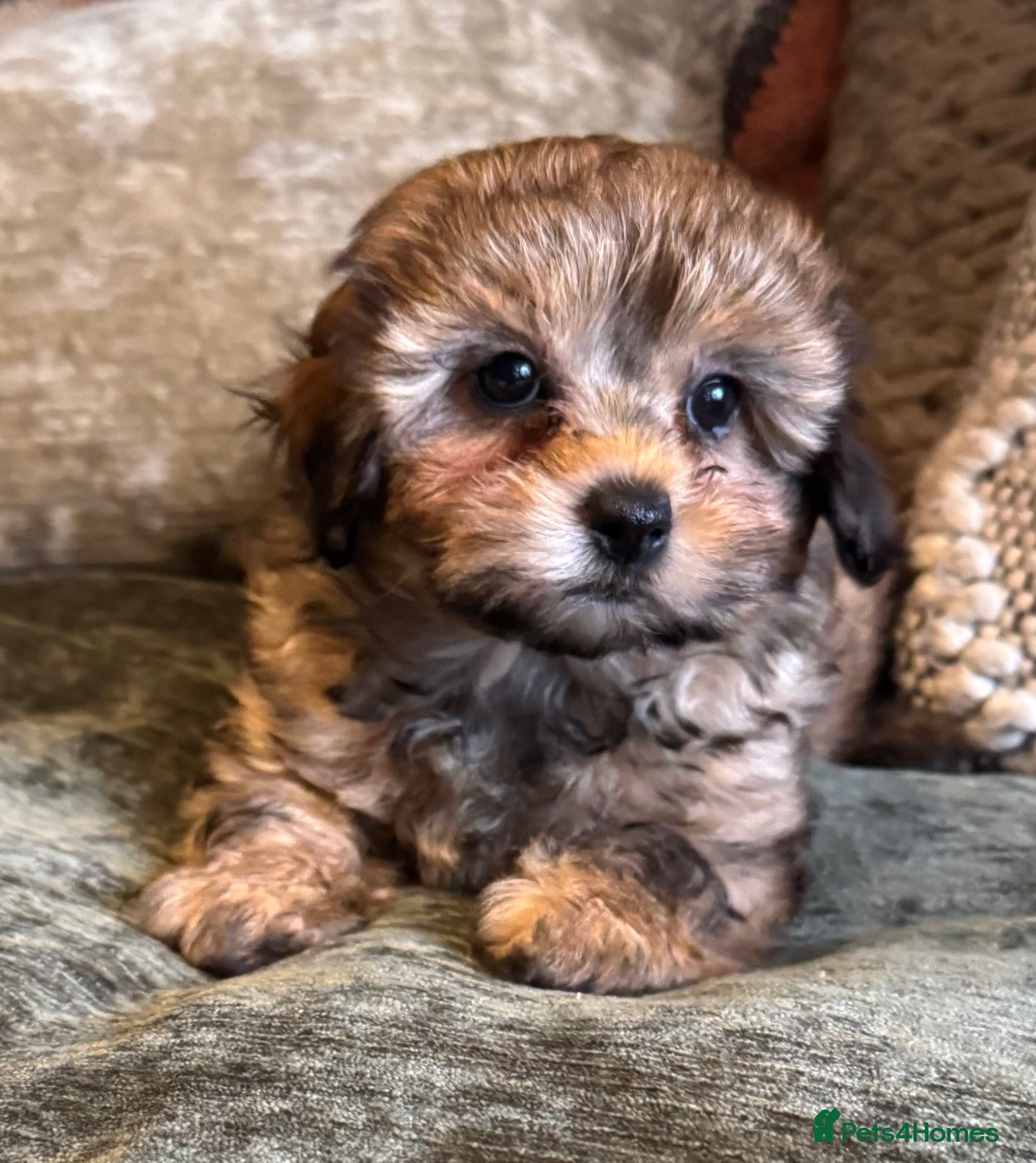 Maltipoo dogs Toy Maltipoo puppies - Advert 1