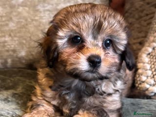 Maltipoo dogs Toy Maltipoo puppies - Advert 1