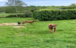 Rhodesian Ridgeback dogs for sale: Rocco and Roman  - Image 11