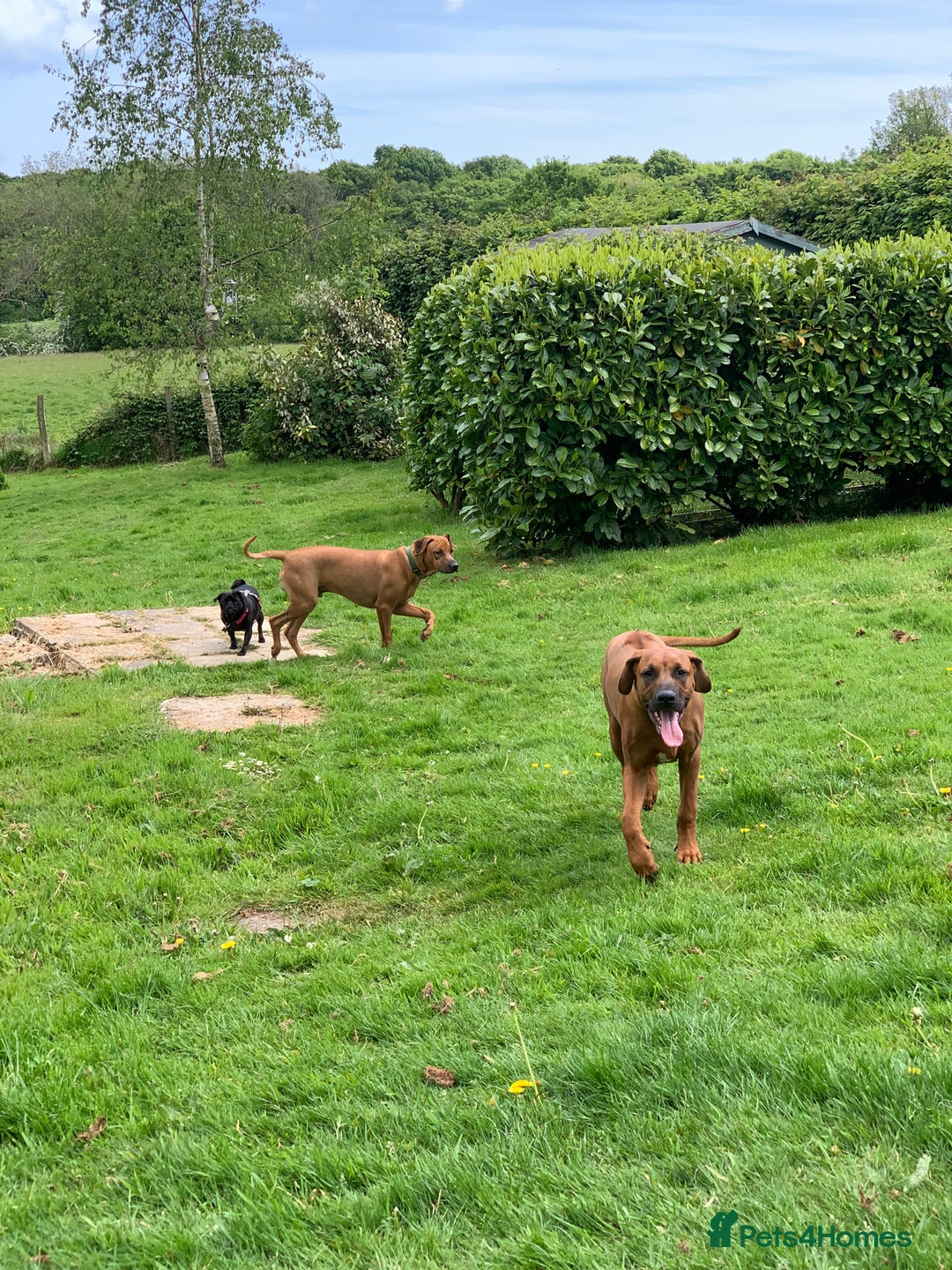 Rhodesian Ridgeback dogs for sale: Rocco and Roman  - Image 11
