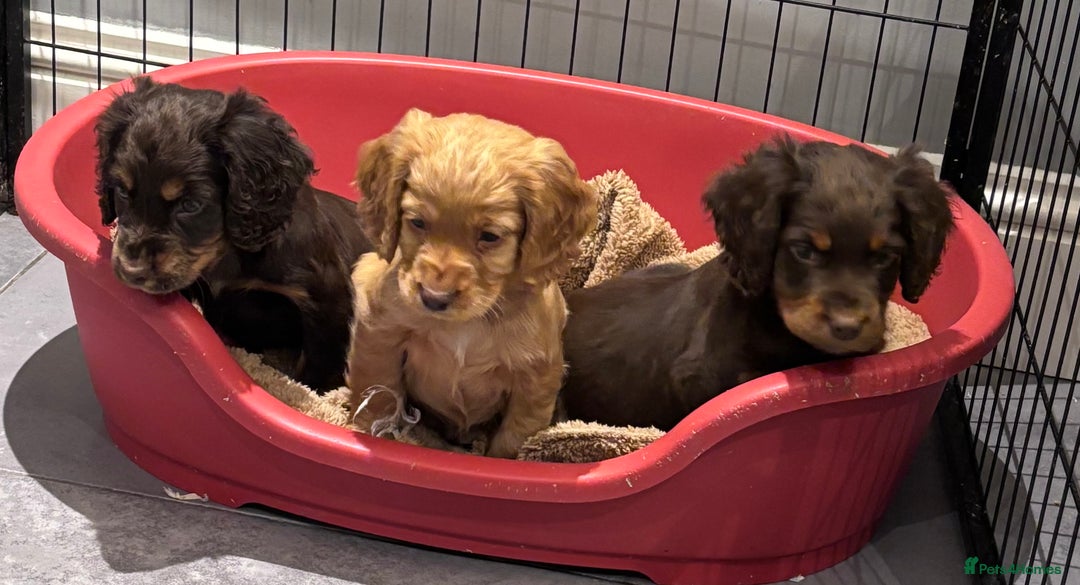 Cocker Spaniel dogs for sale: Working cocker spaniel now ready - Advert 2