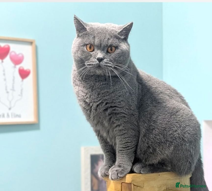 British Shorthair cats Retired Female looking for forever lap - Advert 1