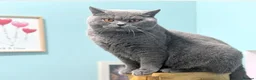 British Shorthair cats for sale: Retired Female looking for forever lap - Advert 1