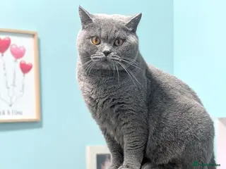 British Shorthair cats Retired Female looking for forever lap - Advert 1