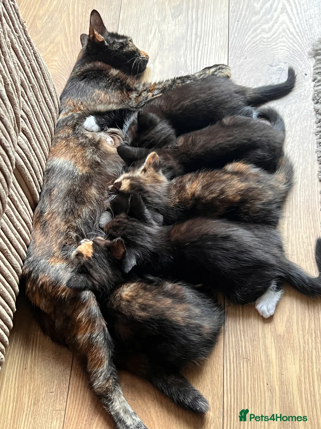 Mixed Breed cats for sale: 4 kittens - 2 male, 2 female  - Advert 2