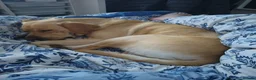 Labrador Retriever dogs for stud: Available for stud. Nearly 2 years old. So placid - Advert 8