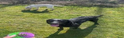 Labrador Retriever dogs for sale: Our Beautiful girl, Cleo - Advert 2