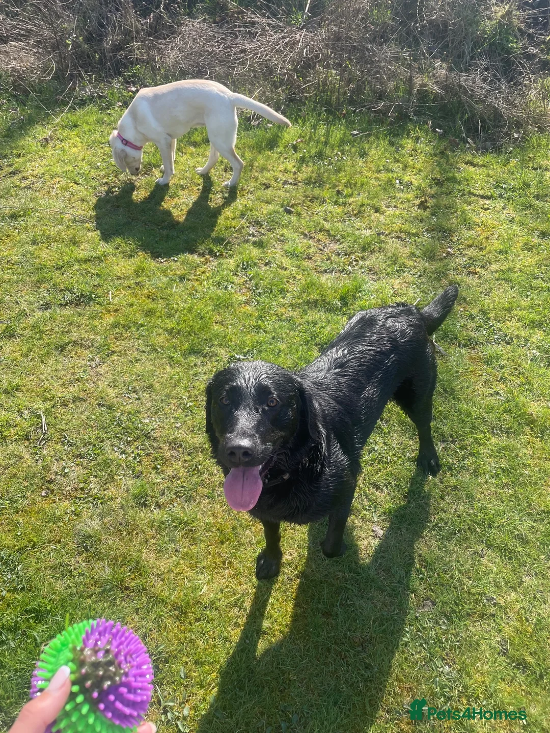 Labrador Retriever dogs for sale: Our Beautiful girl, Cleo - Advert 2
