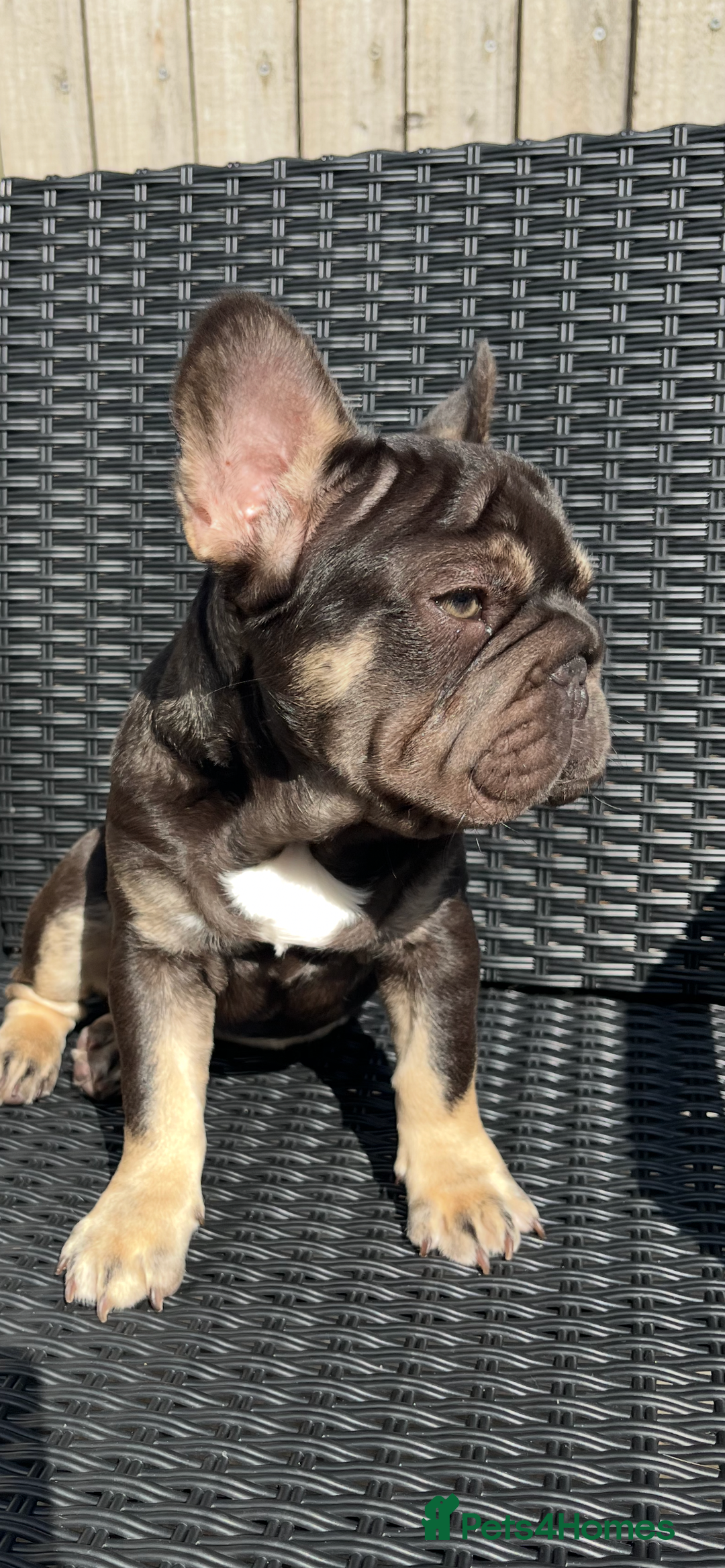 French Bulldog dogs for sale: Beautiful choc tan boy  - Advert 6