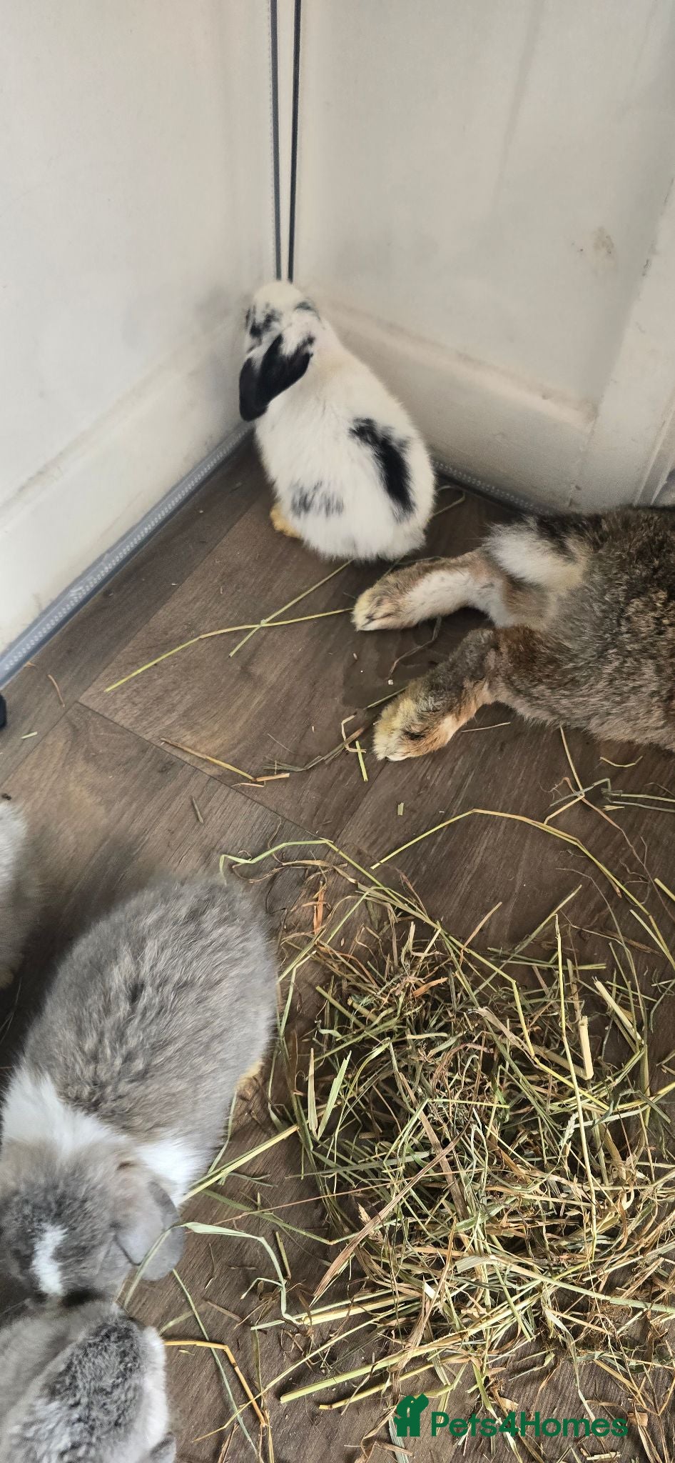 Mini Lop rabbits Baby rabbits - Advert 2