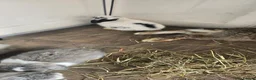 Mini Lop rabbits for sale: Baby rabbits in Stanford-le-Hope - Advert 1