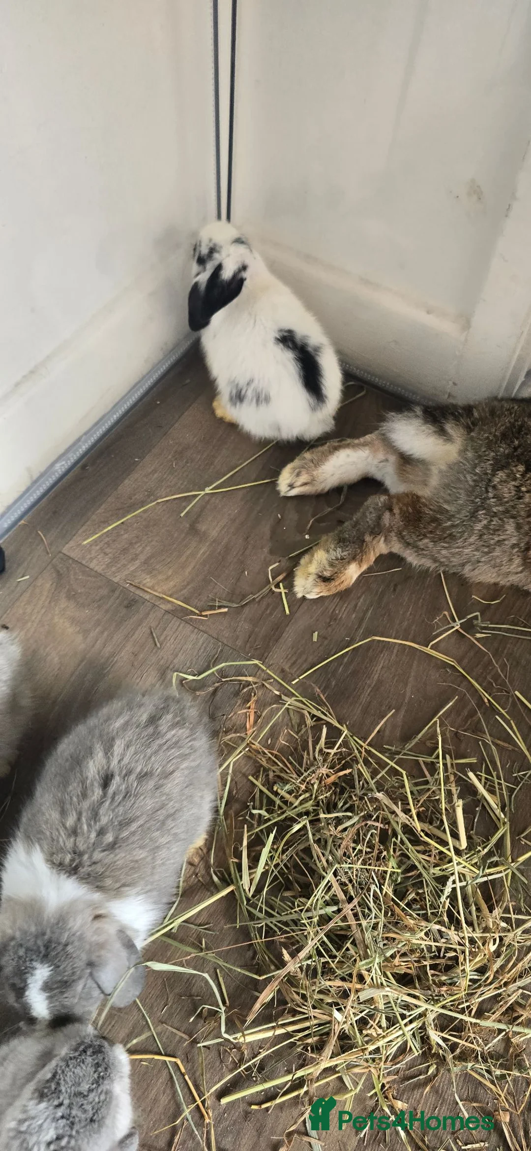 Mini Lop rabbits for sale: Baby rabbits in Stanford-le-Hope - Advert 1