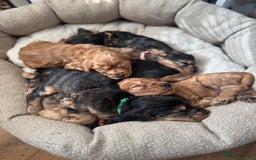 Cocker Spaniel dogs for sale: Beautiful show and working cockers - Image 14