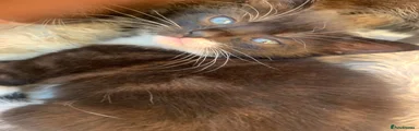 Mixed Breed Kitten 2