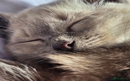 Ragdoll cats for sale: Male Gorgeous blue eyed Ragdoll  - Image 4