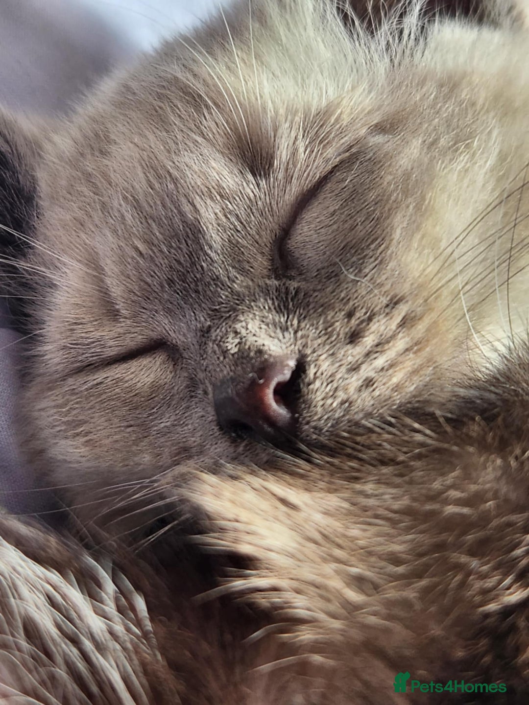 Ragdoll cats for sale: Male Gorgeous blue eyed Ragdoll  - Image 4